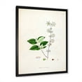thumbnail image 2 of Designart 'Ancient Botanicals XV' Farmhouse Framed Art Print, 2 of 4