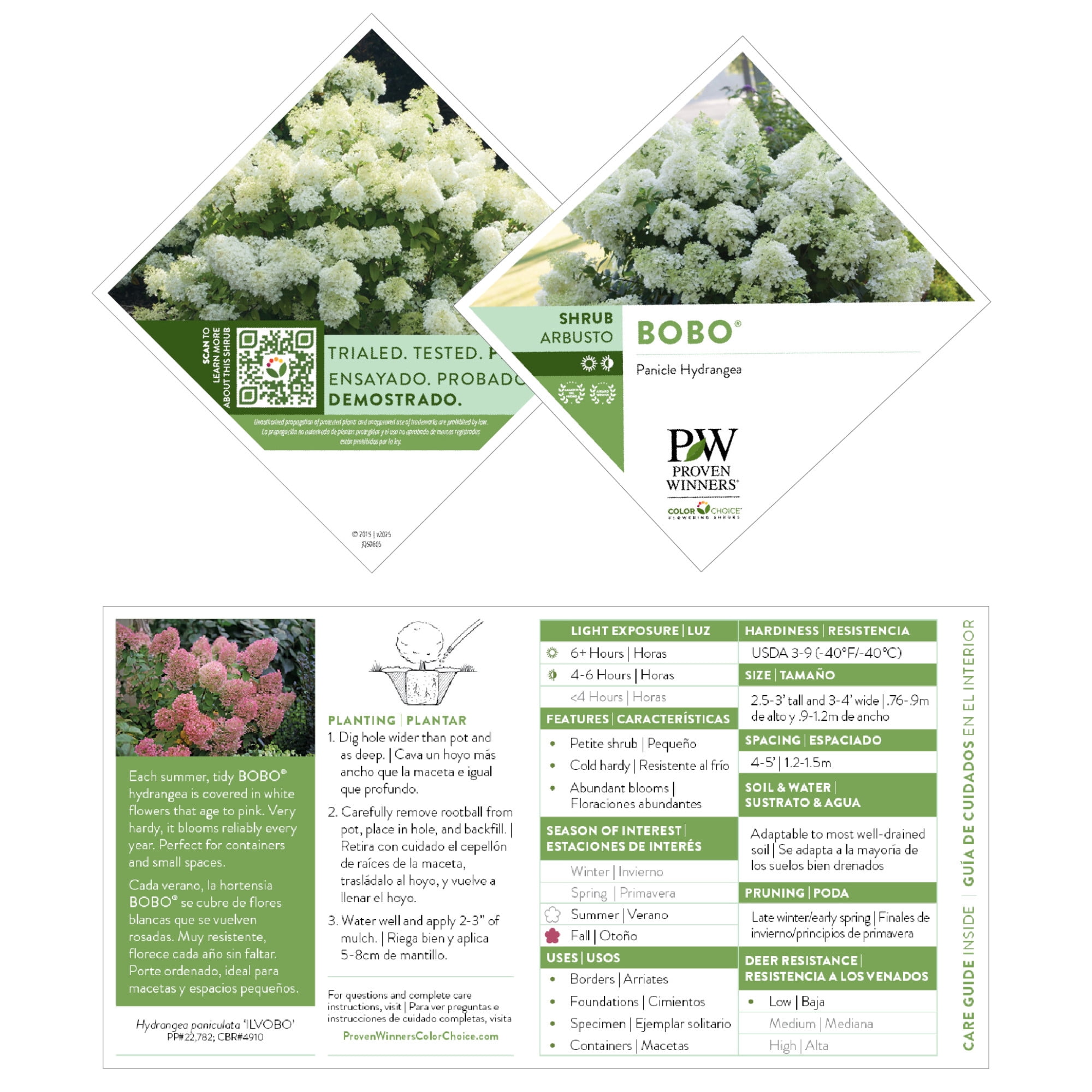 Proven Winners ColorChoice 5" White Bobo Panicle Hydrangea Live Plant in 4.5" Pot (4 Count)