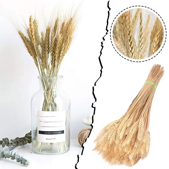 Flowers 50PCS Dried Wheat Ear Natural Dried Flowers for Wedding Party Decoration Crafts and Scrapbooking Home 50PCS