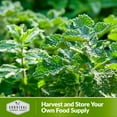 thumbnail image 4 of 5 Packs Horehound Seeds - Non-GMO Heirloom Perennial Full Sun Medicinal Herbs, 4 of 6