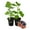 Black Mission, variant on Chicago Hardy Fig Tree - 2 Live Starter Plants - Ficus Carica - Edible Fruit Tree for The Patio and Garden
