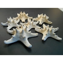 6 Large Knobby White Starfish 5"- 6" Beach Cottage Wedding Decor Nautical Crafts