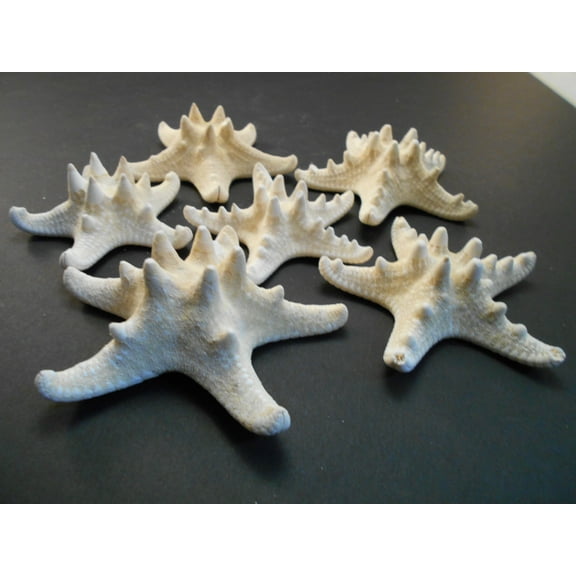 6 Large Knobby White Starfish 5"- 6" Beach Cottage Wedding Decor Nautical Crafts