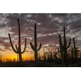 thumbnail image 2 of Illg, Cathy and Gordon 18x13 White Modern Wood Framed Museum Art Print Titled - Arizona, Saguaro NP Sunset on desert landscape, 2 of 4