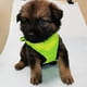 thumbnail image 3 of LED Luminous Dog Harness Led USB Charging Dog Chest Strap Vest Pet Safety Reflective Harness Pet Vest For puppy Large Dog ShopWise Round, 3 of 9