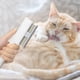 thumbnail image 4 of Pet Hair Removal Comb 2025 Cat and Dog Brush Massage and Clean Pet Hair Características Cepillo para gatos con botón de liberación Pet Grooming Brush Supplies, 4 of 4