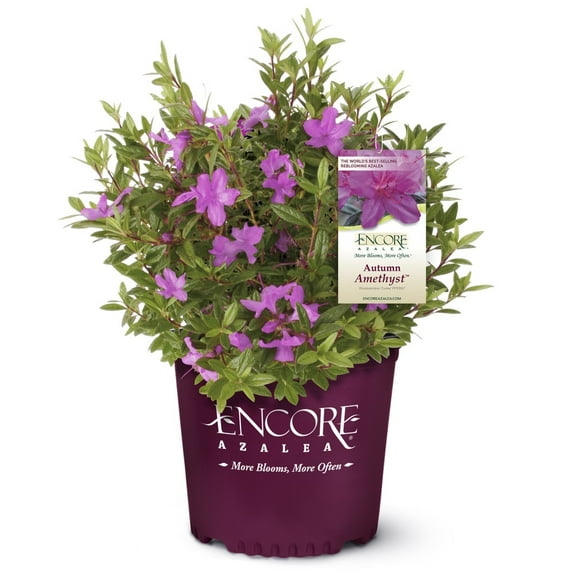 Encore Azalea Autumn Amethyst (1 Gallon) Lavender Purple Flowering Shrub - Full Sun Live Outdoor Plant
