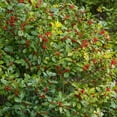 thumbnail image 2 of Southern Gentleman Winterberry Dormant Bare Root Flowering Starter Shrub (1-Pack), 2 of 4