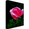 thumbnail image 2 of Trademark Art "Pink Rose Abstract" Canvas Wall Art by Kathie McCurdy, 2 of 2