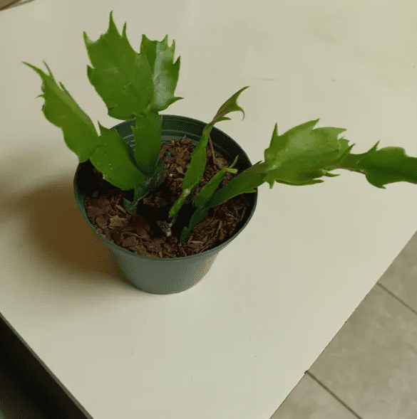 Salmon Christmas Cactus Live Plants, Holiday Cactus Plants Schlumbergera Flower Plants for Indoor Outdoor 4 to 6 Inc Tall, 2 Plants Per Pot