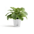 thumbnail image 3 of Ecopots Venice 2 Durable Modern Round Indoor/Outdoor Recycled Based Composite Flower Pot Planter w/ Water Reservoir, Pure White, 12", 3 of 4