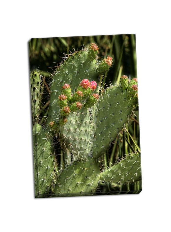 Gango Home Decor Cactus Flowers II by George Johnson (Ready to Hang); One 24x36in Hand-Stretched Canvas