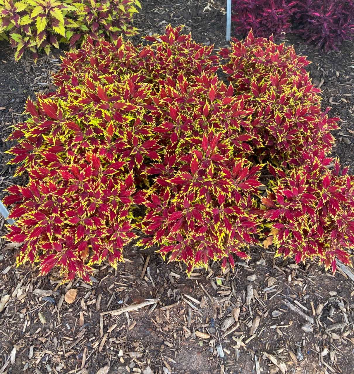 Better Homes & Gardens 1PT Multicolor Coleus Live Annual Plant Sun