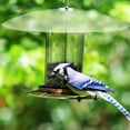thumbnail image 2 of BESTOYARD Plastic Bird Feeder Rain Cover with Iron Hook Large Squirrel Baffle for Outdoor Bird Feeders, 2 of 8