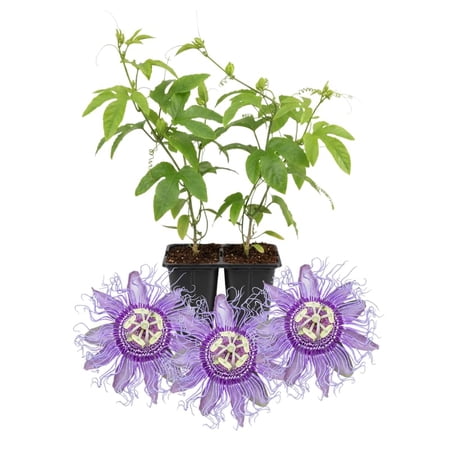 Set 2 Passion Flower Plants Live, Well Rooted Passiflora Flowering Vine 4-7'' Tall, Vibrant Blooms for Garden or Containers (Light Purple)