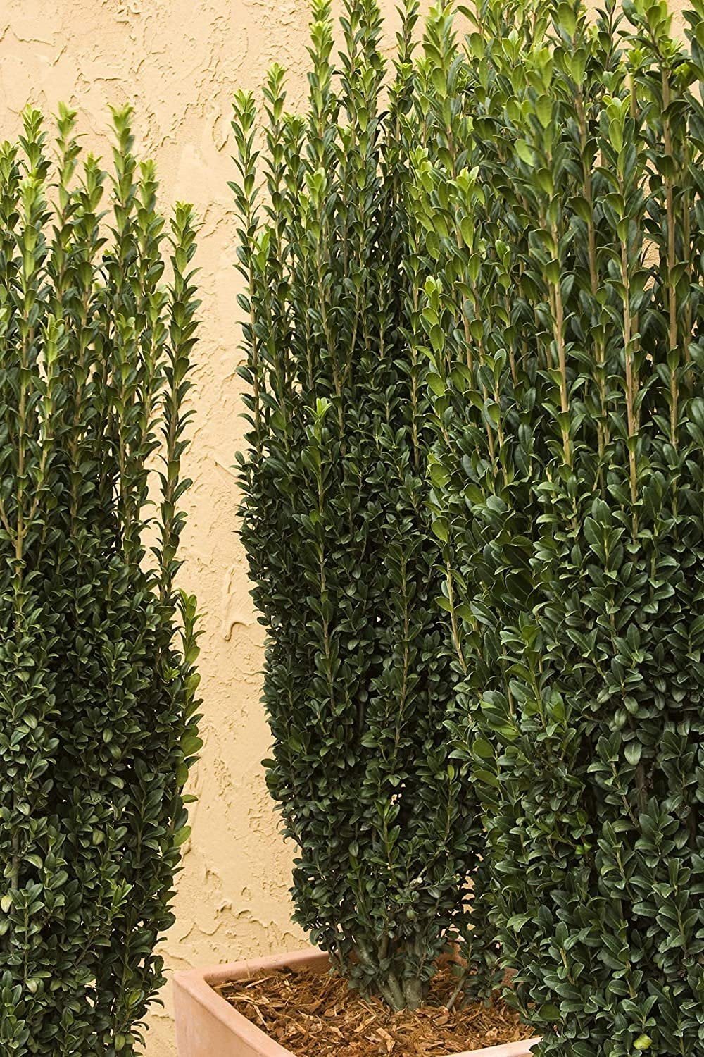 Sky Pencil Japanese Holly - 5 Live Quart Size Plants - Ilex
