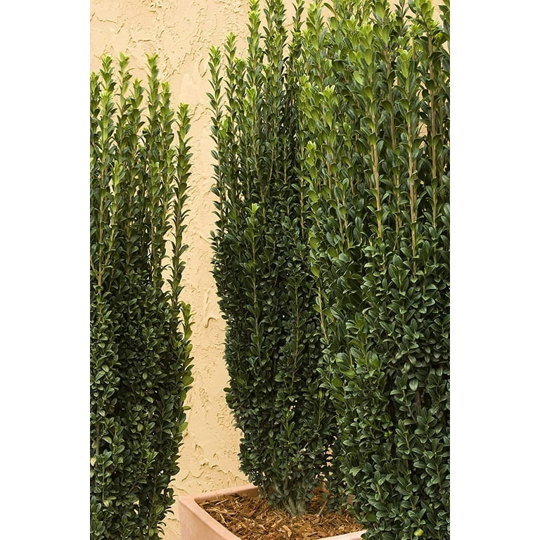 Sky Pencil Japanese Holly - 5 Live Quart Size Plants - Ilex