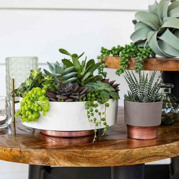 Indoor succulent planter deals