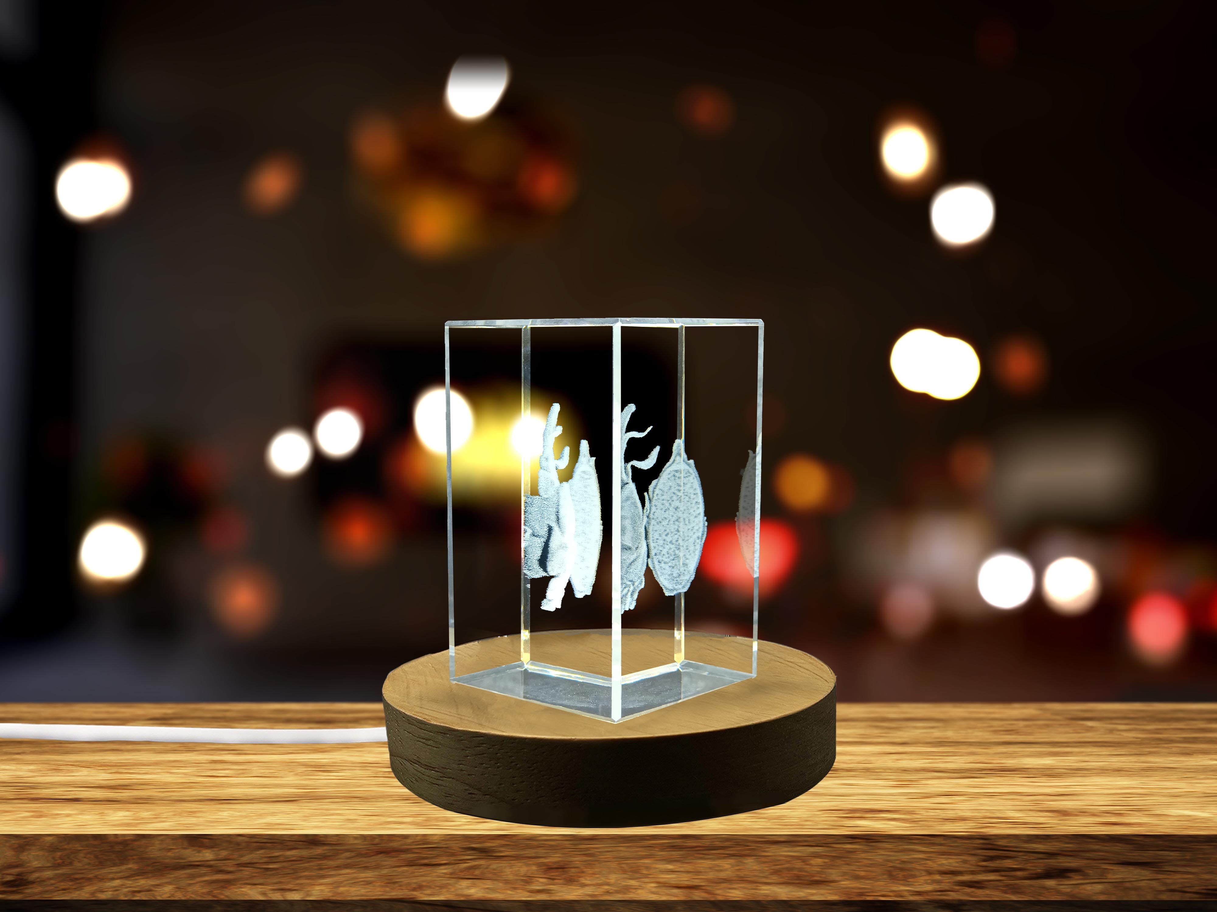 Dragon Fruit 3D Engraved Crystal Unique Decor Gift