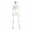 A, variant on Yedigre 5.4FT HalloweenSkeleton Decor, Movable Joints Realistic Full Body Bones Skeleton Prop, No Light