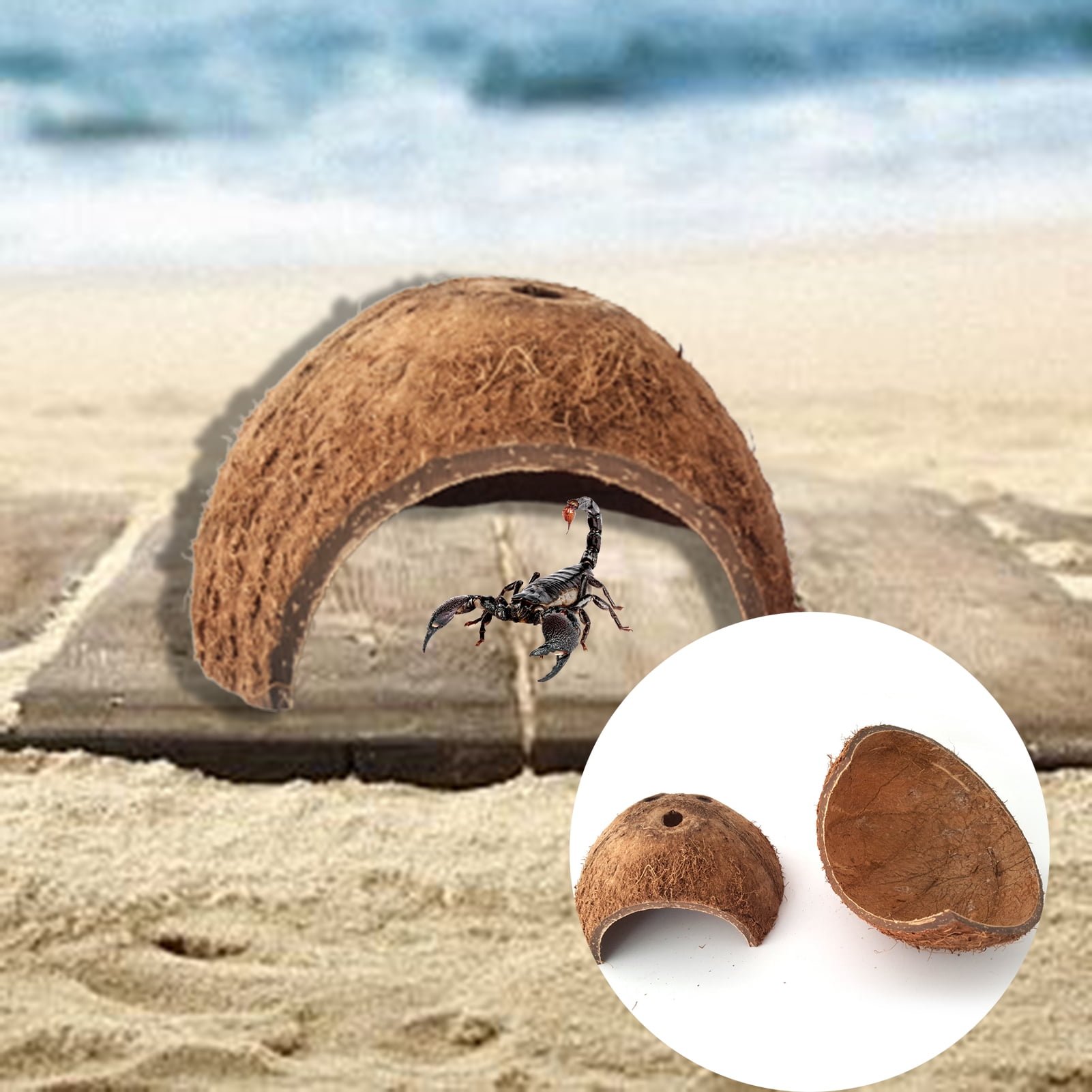 Sinkoo Hermit Crab Shell Growth Seashells Natural Coconut Hide Reptile Hideouts 