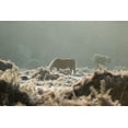 thumbnail image 2 of The Yellowstone Collection 18x13 White Modern Wood Framed Museum Art Print Titled - Grazing in the Shrubs, 2 of 4