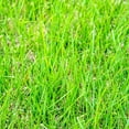 thumbnail image 2 of Zoysia Grass Warm-SeasonITSC&nbsp;Grass Dense, Carpet-Like Growth, Fine Texture, and Overall Durability for Lawns, Golf Courses, and Other Landscape Applications 1/8 lb Grass Seeds by YEGAOL Garden, 2 of 3