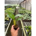 thumbnail image 3 of House Plant Dropship 10-STRELITZIA-BIRD.OF.PARADISE 10 in. White Bird of Paradise Strelitzia Nicolai Pot, 3 of 4