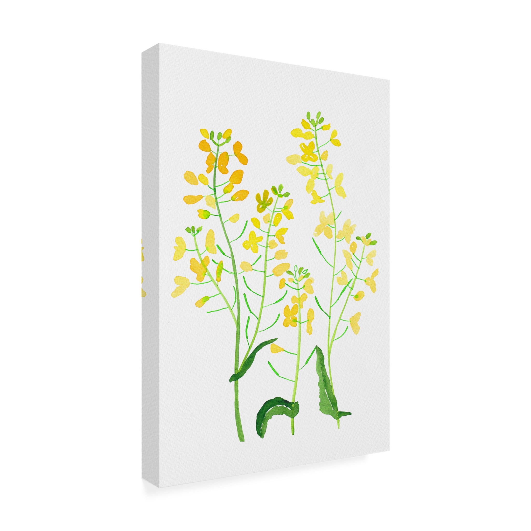 Trademark Fine Art Kata Botanical Rapeseed or Brassica napus botanical painting Canvas Wall Art