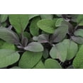 thumbnail image 4 of Purple Sage Herb - Grow Indoors/Out - Live Plant - 3" Pot, 4 of 4