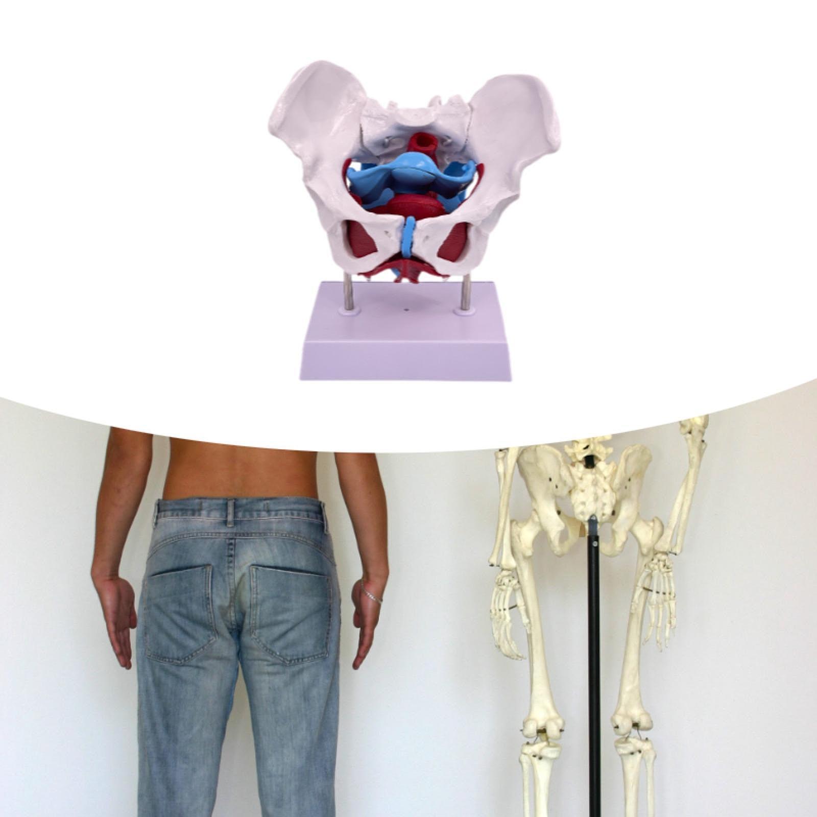 Predolo Small Female Skeleton Model - PVC Anatomy Display For Teaching, Study, Or Collectibles, 5.12 X 3.94 X 3.54 Inches - View #9