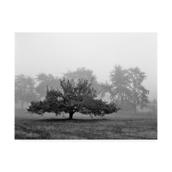 Trademark Fine Art 'Apple Tree Southfield Michigan' Canvas Art by Monte Nagler