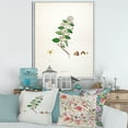 thumbnail image 2 of Designart 'Ancient Botanicals I' Farmhouse Framed Canvas Wall Art Print, 2 of 5