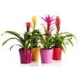 thumbnail image 3 of Premium Bromeliad Potting Soil by Gardenera Labs - Unlock The Full Potential of Your Bromeliads - 5 QUARTS, 3 of 5