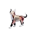 thumbnail image 2 of Kit de Modelo de Anatomía de Esqueleto de Gato 4D Sincero Modelo Anatómico Animal Desmontable 30 cm, 2 of 5