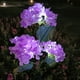 thumbnail image 4 of Lámparas solares para decoración de jardín al aire libre, paquete de 2, lámpara de flores de hortensia solar a prueba de agua, luces LED para exteriores, luz de camino, luces solares para jardín,, 4 of 6