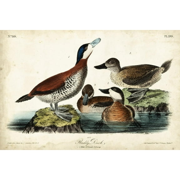 Art.com Audubon Ducks II Art Print by John James Audubon, 18" x 12"