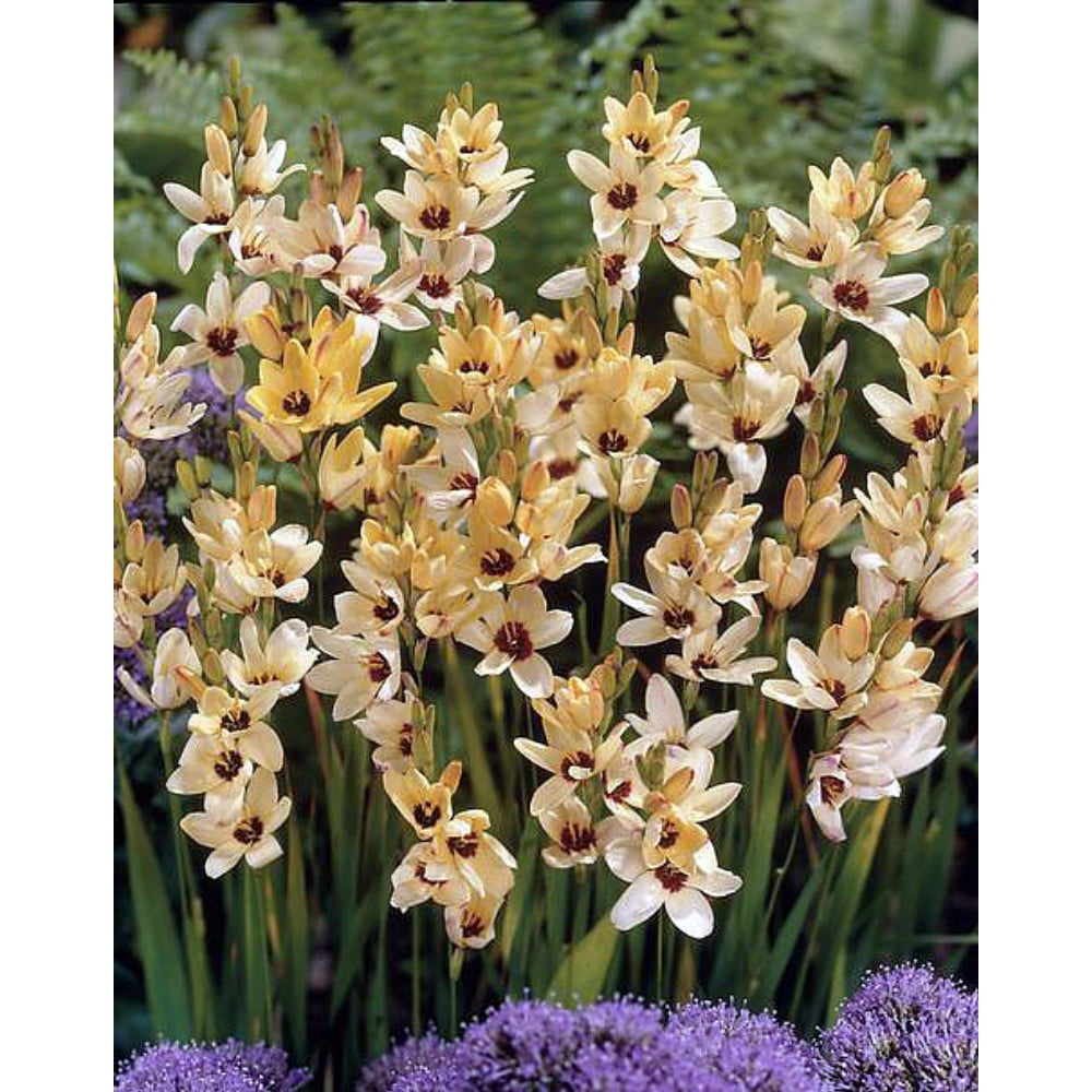 Marquette African Corn Lily 30 Bulbs Ixia 5/+ cm Bulbs Walmart