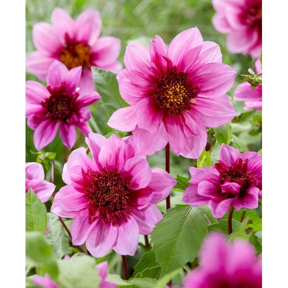 Blue Bayou Anemone Dahlia - 3 root divisions