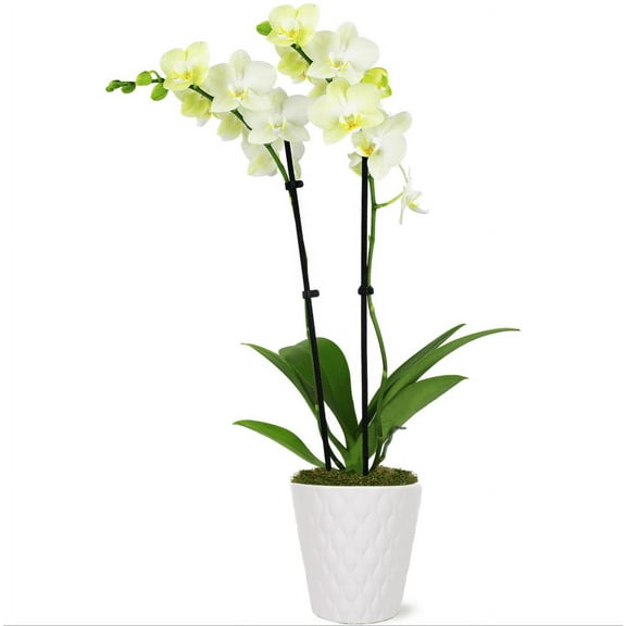 Just Add Ice 15-20" Yellow Petite Orchid Live Plant in 3" White Ceramic Pot, House Plant