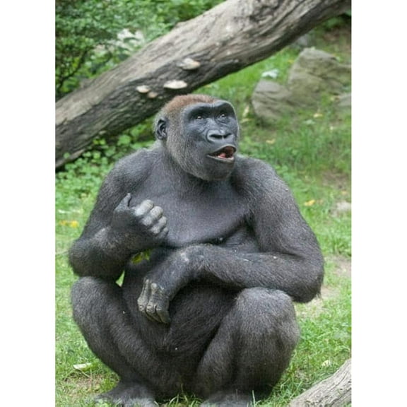 Puzzle Gorilla Puzzles for Adults Challenging Educational Toys Home Decor300 Piece