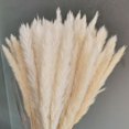 thumbnail image 3 of Pampas pequeñas secas Para decoración del hogar, flores Artificiales Para plantas reales, decoración de boda, 15 unidades, 3 of 4