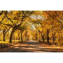 25 White AMERICAN ELM tree Ulmus Americana RED Flower Seeds