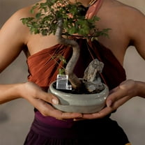 Luxshiny 2Pcs Clear Insect Water Feeder Bowl Convenient Small Animal Pet Supplies