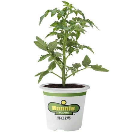 Bonnie Plants Roma Classic Paste Tomato (Live (Best Material To Tie Up Tomato Plants)