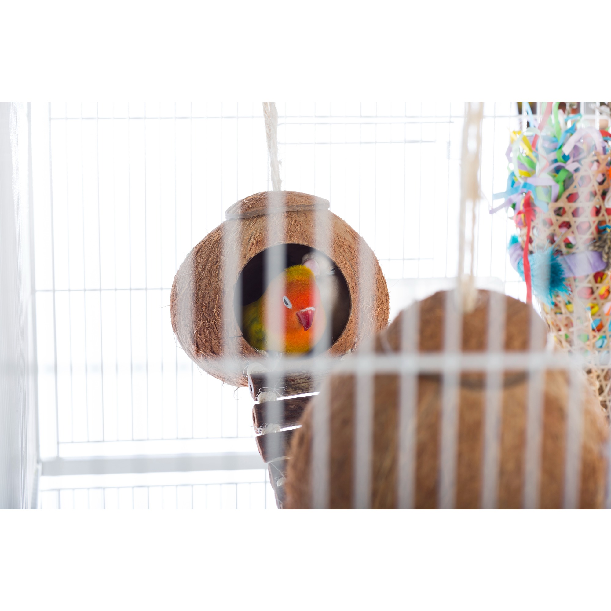 Prevue Pet Products Naturals Double Coconut with Ladder Bird Toy 62818