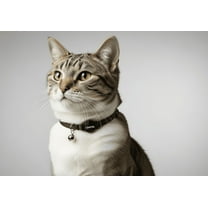 Coastal Safe Cat Breakaway Collar 12" Black Stylish Nylon Adjustable Buckle