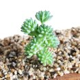 thumbnail image 3 of Coofit Artificial Succulent Creative Fashion Decorative Artificial Plant Faux Succulent, 3 of 9