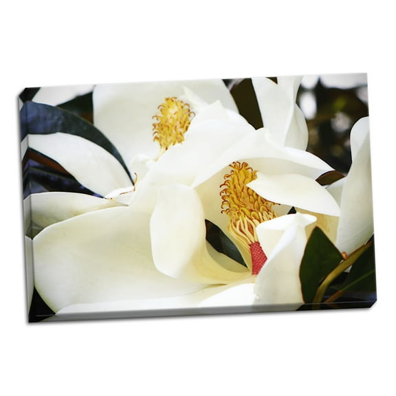 Gango Home Decor Southern Magnolia II by Alan Hausenflock (Ready to Hang); One 36x24in Hand-Stretched Canvas