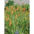 thumbnail image 3 of 50 Seeds TORCH LILY Red Hot Poker / Tritoma / Kniphofia Uvaria Flower Seeds, 3 of 8